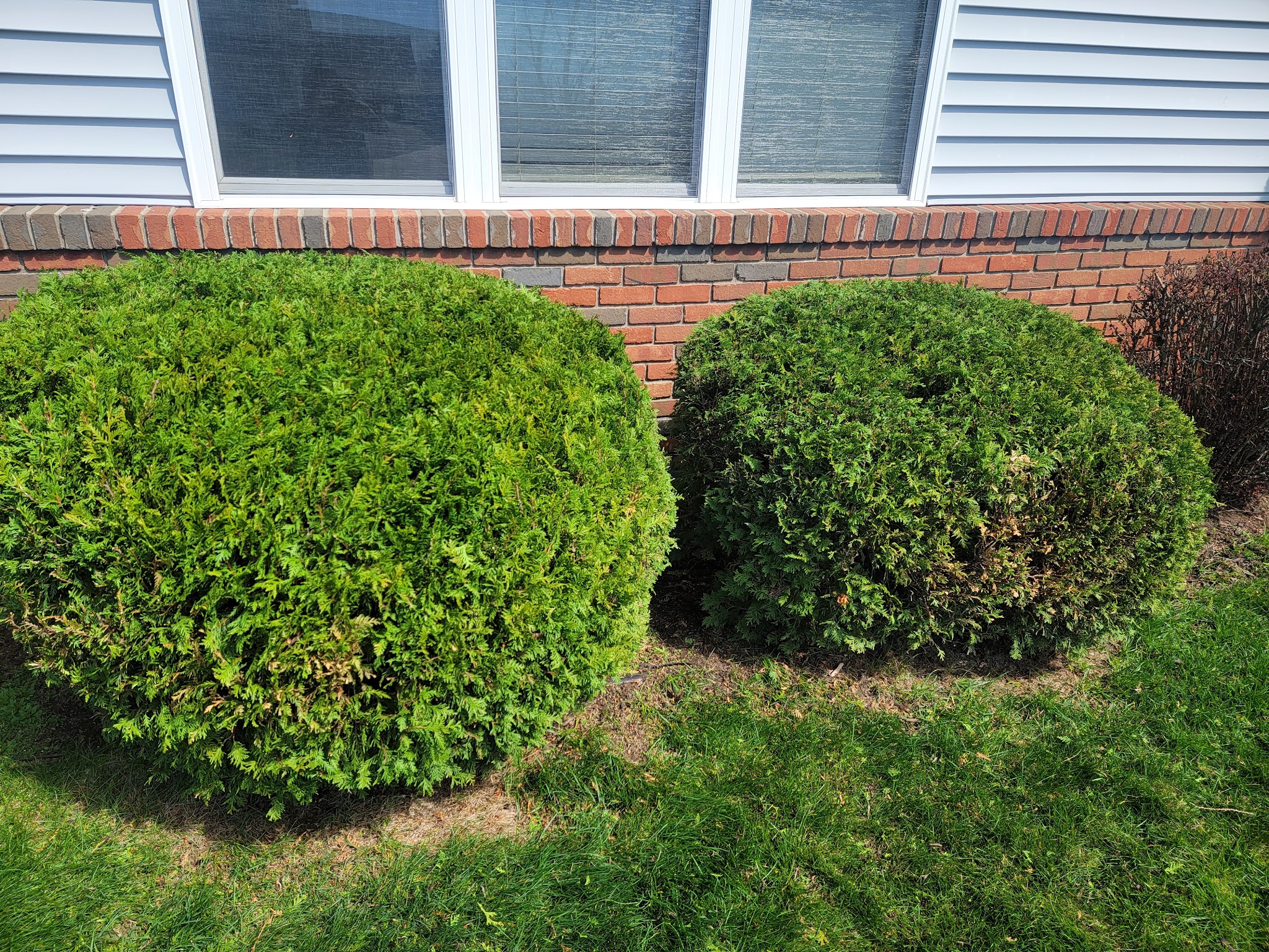 Well-maintained lawn in Mount Pleasant
