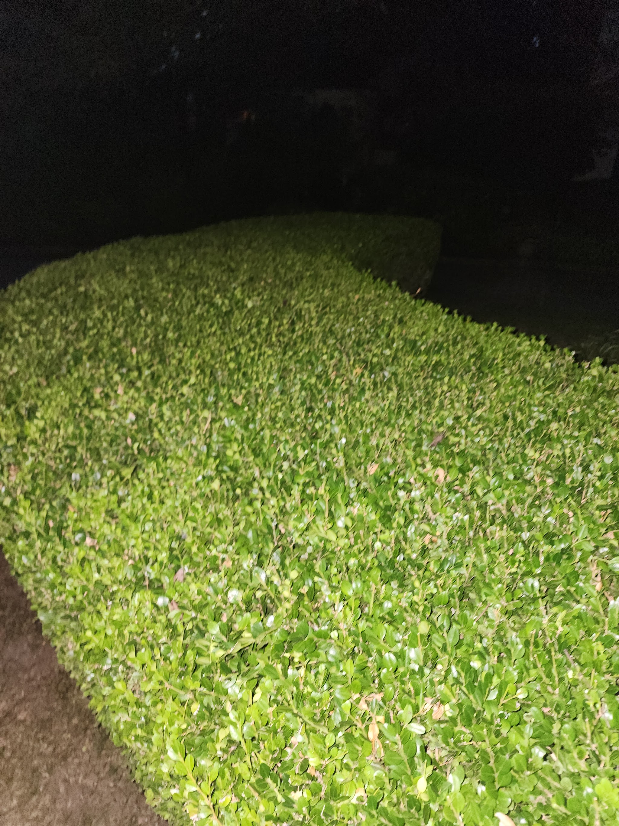 Tony's landscaping work