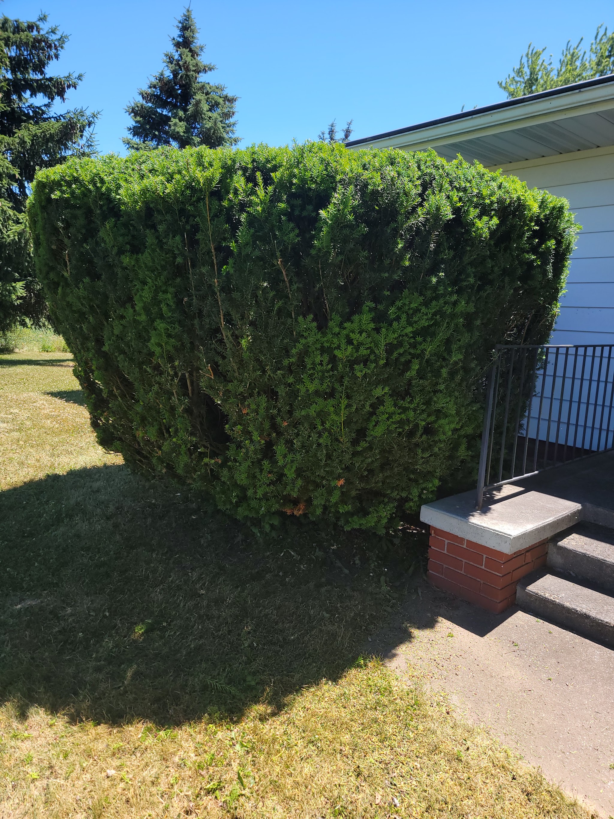 Freshly maintained yard